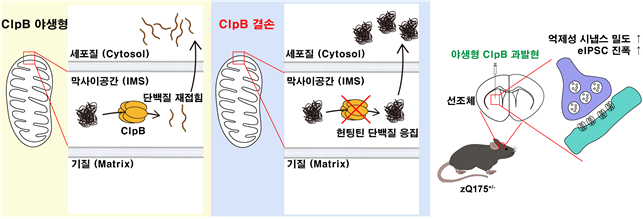 헌팅턴병 모델 마우스에서 ClpB의 분자적 역할 모식도.[DGIST 제공]