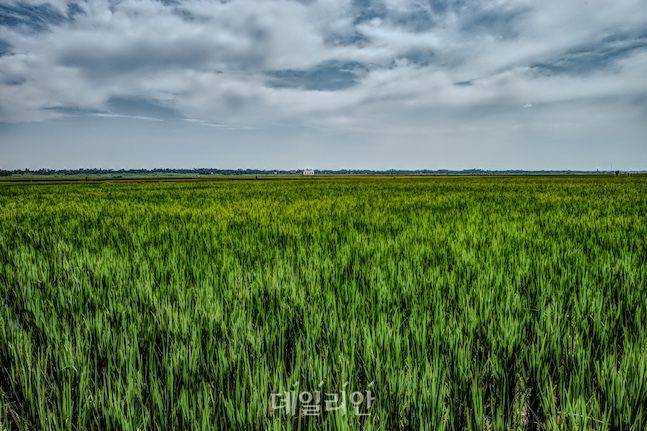 우간다 음발레 도호 지역의 광활한 벼 생산단지. 지구 반대편 아프리카에서 우리나라 벼 품종이 쑥쑥 자라고 있다. 코피아 우간다 센터와 도호 지역 농민들은 이 품종으로 향후 동아프리카 쌀 수출까지 확대 될 것으로 기대하고 있다. ⓒ데일리안 배군득 기자
