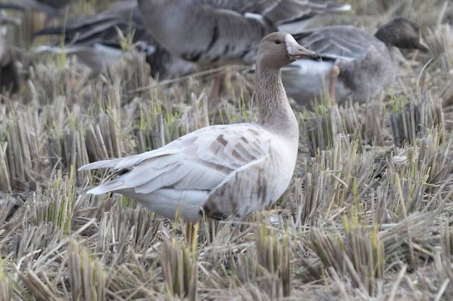 백변종으로 추정되는 쇠기러기. 카푸치노를 끼얹은 듯한 모습이다. 3년째 강화평야를 찾아오고 있다.