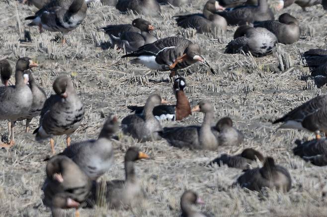 쇠기러기와 함께하는 붉은가슴기러기.