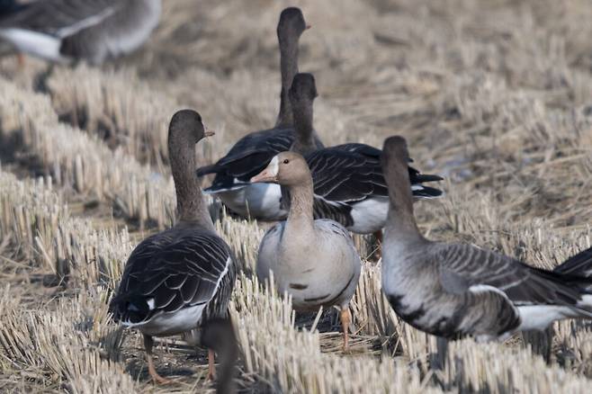 어엿한 성조가 된 황기러기.