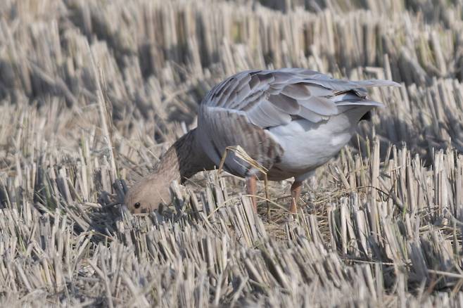 다른 쇠기러기보다 활동적이고 왕성한 식욕을 보이는 황기러기.