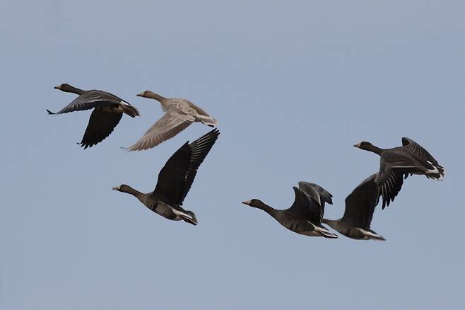 깃털색만 다를 뿐, 다 같은 쇠기러기 가족이다.