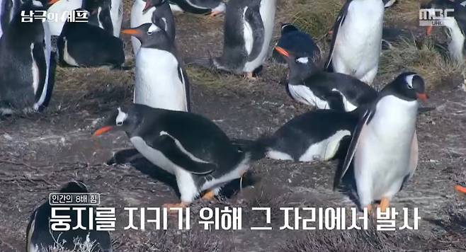 MBC ‘기후환경 프로젝트 - 남극의 셰프’