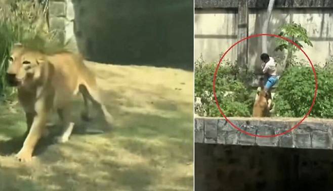 사자 우리에 들어갔다가 공격을 받고 사망한 브라질 남성 [X 캡처]