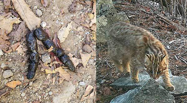삵 배설물. 피아골로 내려서는 길에서 보물을 만났다. 금방 누었는지 김이 모락모락, 반짝반짝하는 삵의 배설물이다. 주변을 둘러본다. 어디선가 나를 노려보고 있을 것이다. '살아줘서 고마워!' 사진 김의경