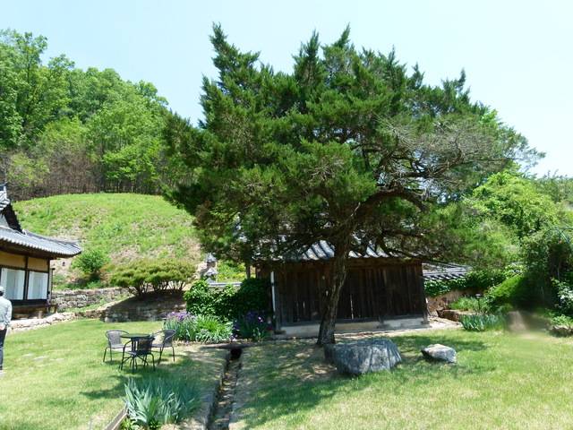 대산 종택의 향나무