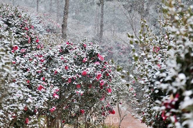 신안 애기동백 /사진-신안군