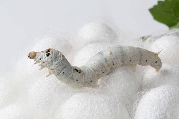 누에로 만든 ‘홍잠’이 체중 감소 효과가 있는 것으로 드러났다/사진=클립아트코리아