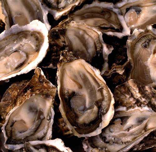 양식 굴 [연합뉴스 자료 사진]