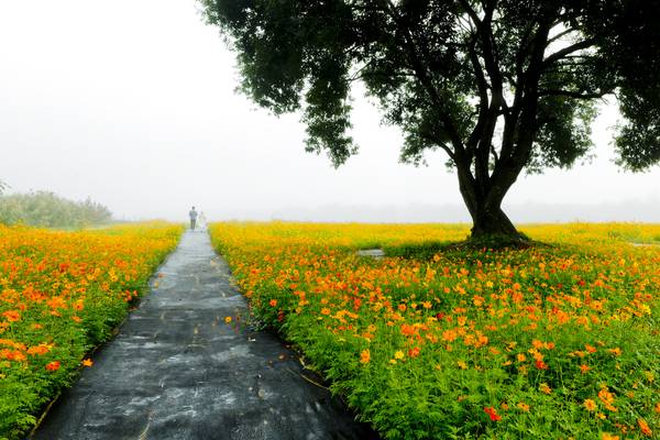합천 신소양체육공원에 황코스모스가 가득 핀 모습. /합천군