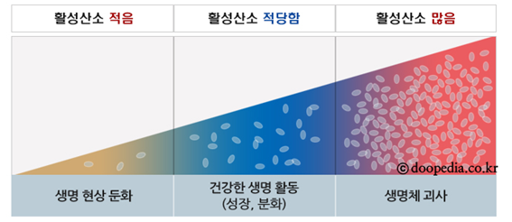 Doopedia 제공