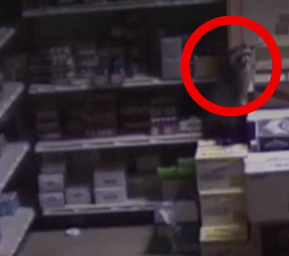 폐쇄회로(CC)TV에 포착된 라쿤 [사진=BBC]