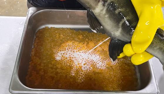 경북 영덕군 병곡면 경상북도 수산자원연구원 관계자가 어류사육동에서 사육 중인 국내 회유 연어 '첨연어'로부터 채란한 알에 수정 작업을 하고 있다. 사진 경북수산자원연구원