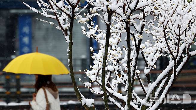 오늘(4일) 서울에 '최대 5㎝(센티미터)'의 눈이 내릴 것으로 예상된다. /사진=뉴시스