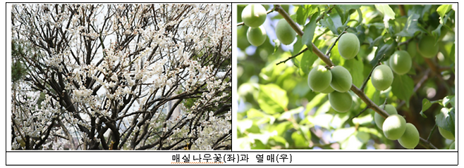 국립수목원이 선정한 12월 ‘우리의 정원식물’ 매실나무.