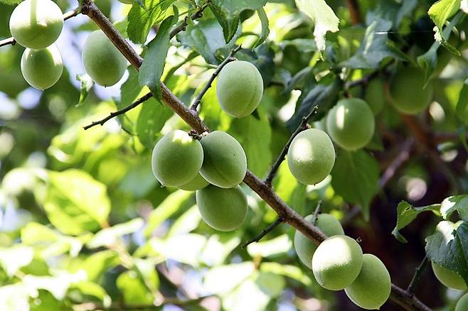 매실나무 열매 [국립수목원 제공. 재판매 및 DB 금지]