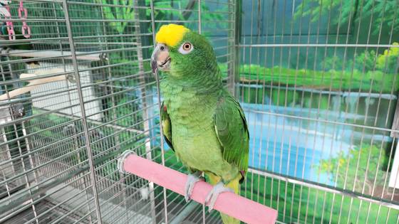 지난 2023년 경기 부천시에서 발견돼 국립생태원에 이관된 노랑이마앵무새는 높은 어조의 여자 목소리를 흉내내며 “여우야”라는 말을 반복했다. 사진 국립생태원