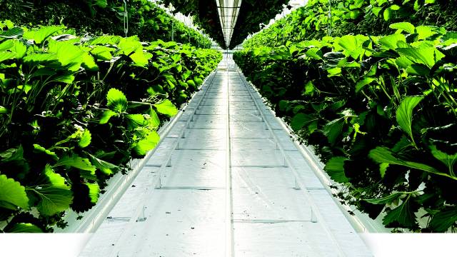 ▲ 양구 해안면 임대형 스마트팜 A구역의 상·하단 2단 구조 ‘업다운 베드’ 재배라인. 동일 면적 대비 재배량을 늘릴 수 있고, 작업 동선 효율이 높아 생산성을 향상시키는 장점이 있다. 박재혁 기자