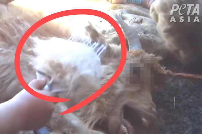 한 캐시미어 농장에서 염소의 털을 뽑고 있다.[PETA 홈페이지 갈무리] 한 캐시미어 농장에서 염소의 털을 뽑고 있다.[PETA 홈페이지 갈무리]