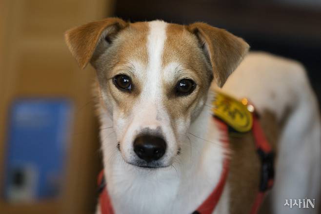 11월17일 서울시 영등포구에 위치한 동물책방 ‘정글핌피’에서 ‘들에서 사라진 개들’ 프로젝트에 관한 인터뷰를 진행했다. 7개월 된 단풍이도 함께했다. ⓒ시사IN 이명익