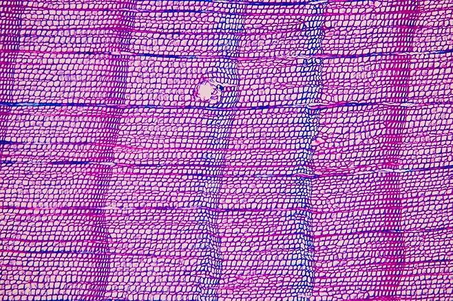 스페인 피레네산백 고목에서 발견된 '블루 링'(Blue Rings) 스페인 피레네산맥의 고목에서 1345년부터 1347년까지 연속으로 매우 차갑고 습한 여름에 형성되는 나이테인 '블루 링'(Blue Rings)이 발견됐다. 이는 당시 화산 분출로 발생한 화산재와 가스로 대기가 흐려지면서 이례적으로 냉랭한 여름이 연속됐음을 시사한다. [Ulf Büntgen 제공. 재판매 및 DB 금지]