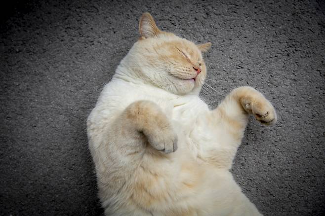 사람에게 쓰이는 오젬픽(Ozempic) 스타일의 체중감량 주사가 비만 고양이를 대상으로 시험에 들어갔다. 사진=게티이미지뱅크