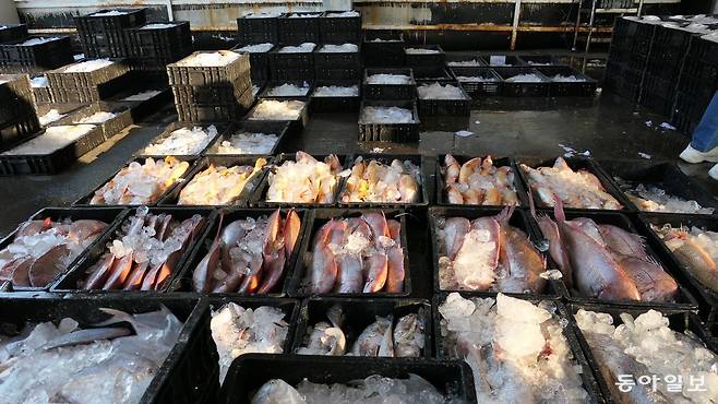 나로도 수협 위판장에 경매를 위해 나온 아침 생선들.