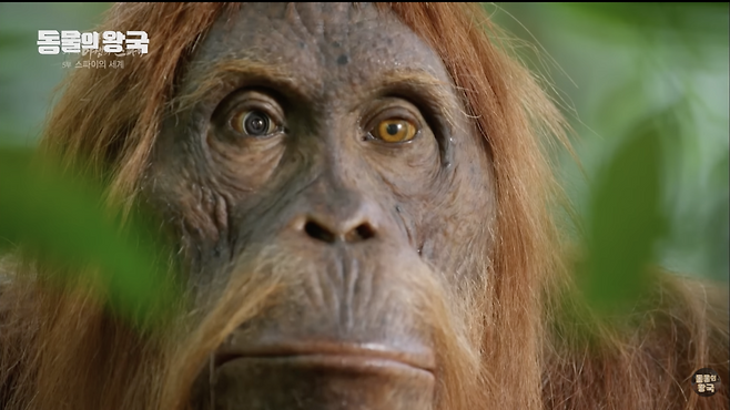 BBC <야생의 스파이>(2017)에서 제작한 오랑우탄 로봇의 모습. KBS 동물의 왕국 유튜브 채널 갈무리