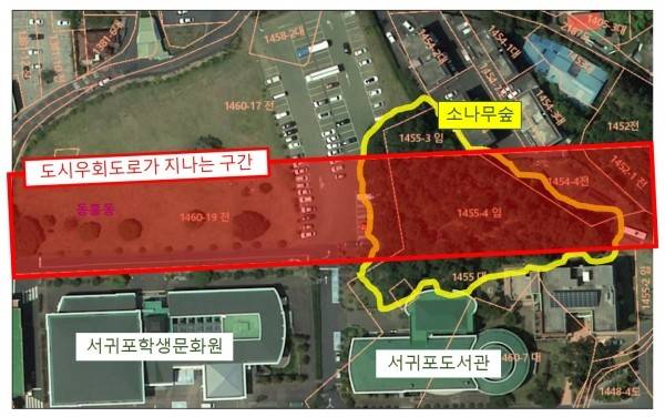 서귀포시 도시우회도로가 잔디광장, 솔숲과 겹치는 구간. ⓒ <미디어제주> 김은애