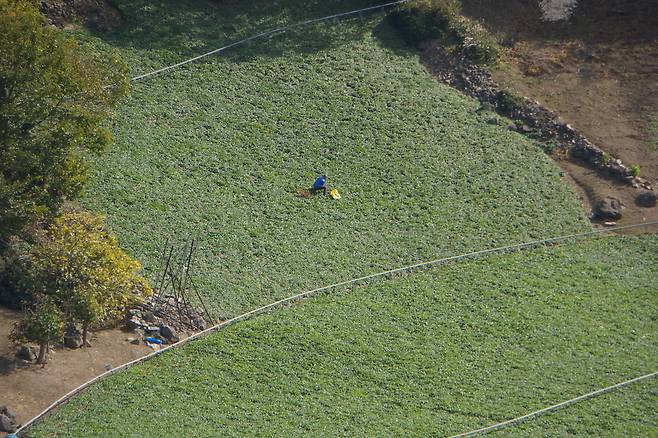 위통구미 명이 나물 밭.