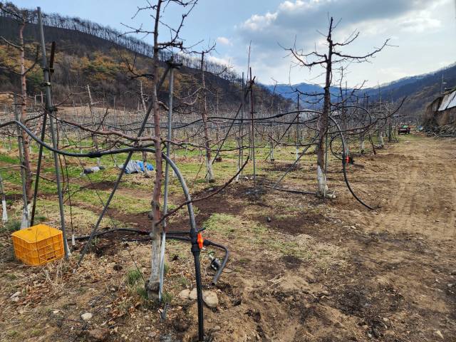 1일 안동 산불로 큰 피해를 입은 경북 안동시 길안면 백자리 일원의 한 과수 농가 모습. 이번 산불에 사과 주 재배지였던 길안지역에서는 대부분 농가가 꽃눈 화상 등 큰 피해를 입었다. 매일신문 DB