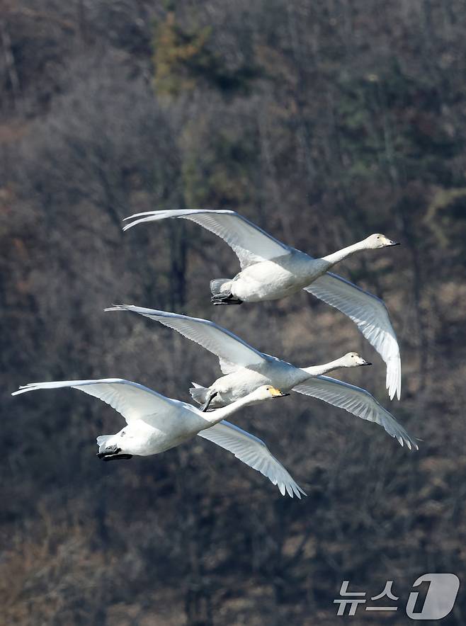 초겨울 날씨를 보인 8일 경기 광주시 퇴촌면 경안천습지생태공원에서 겨울철새 큰고니가 먹이활동을 하고 있다. 2025.12.8/뉴스1 ⓒ News1 김영운 기자