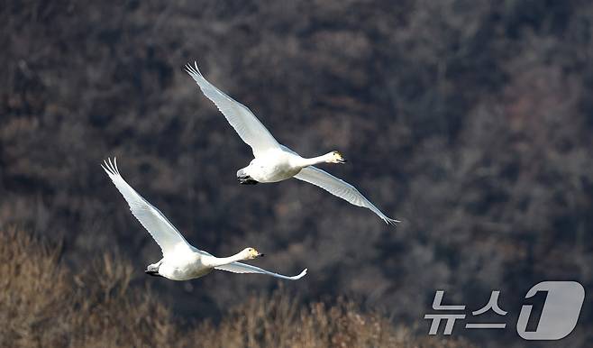 초겨울 날씨를 보인 8일 경기 광주시 퇴촌면 경안천습지생태공원에서 겨울철새 큰고니가 먹이활동을 하고 있다. 2025.12.8/뉴스1 ⓒ News1 김영운 기자