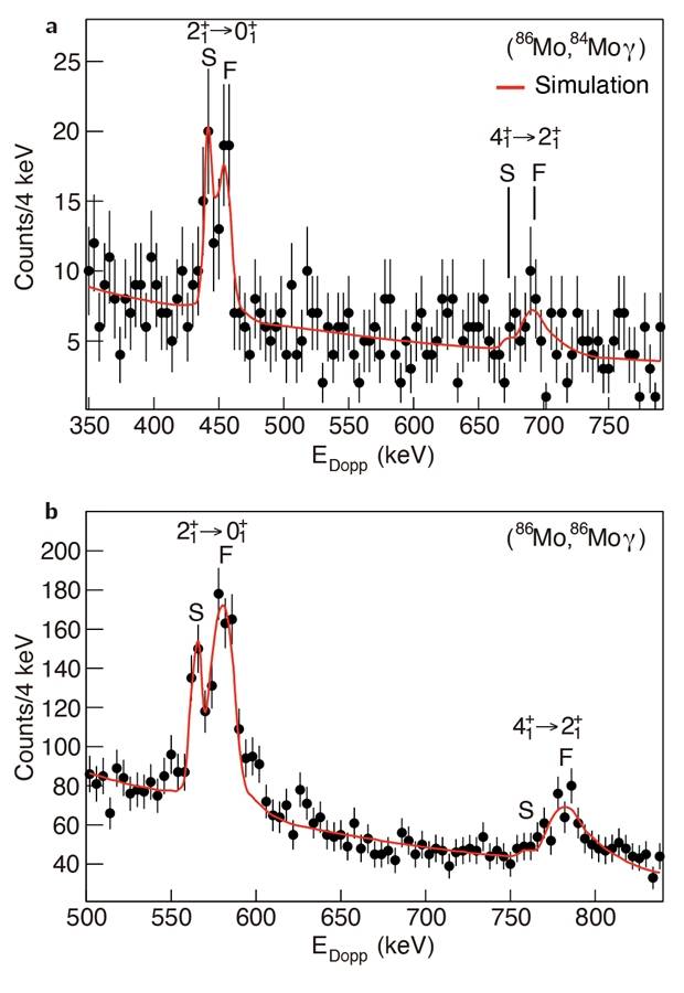 몰리브덴-84와 몰리브덴-86에서 측정된 감마선 스펙트럼, 위쪽은 중성자 두 개가 떨어져 나가며 생성된 몰리브덴-84에서 나온 감마선 스펙트럼, 아래쪽은 몰리브덴-84가 들뜬 뒤 바닥 상태로 돌아오며 방출한 감마선 스펙트럼이다. 검은 막대는 GRETINA 검출기로 얻은 실제 데이터이며, 빨간 선은 검출기의 특성과 조건을 반영해 계산한 시뮬레이션 결과다. 그래프의 F(fast)와 S(slow) 표시는 핵이 감마선을 방출할 때의 속도 차이를 뜻하며, 이 두 신호의 크기를 비교하면 들뜬 상태의 수명과 핵 구조 변형 정도를 정밀하게 파악할 수 있다. IBS