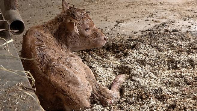 상월평마을의 한 축사에서 송아지가 갓 출생했다.
