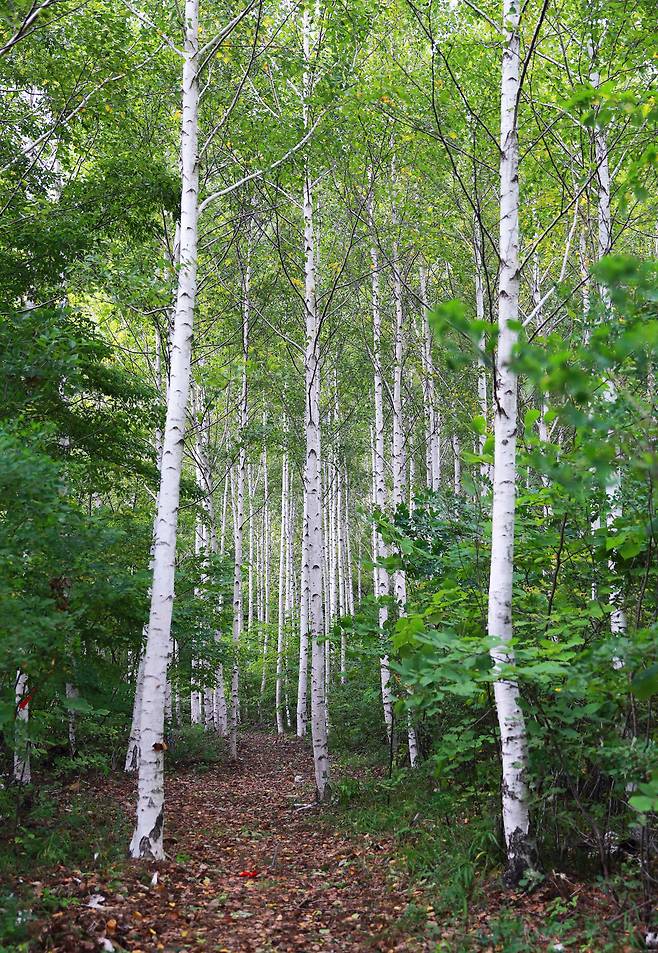 인제 원대리 자작나무 숲의 세 배 크기의 죽파리 자작나무 숲