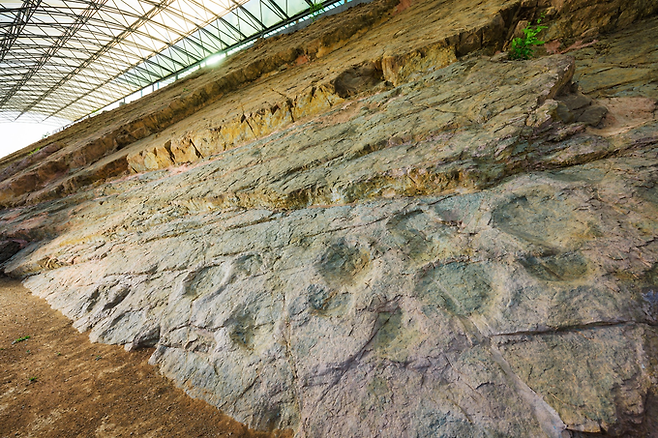 ▲ 경북 의성군 금성면 제오리 공룡발자국 화석지에서 보호막 아래 드러난 경사면 암반에 다수의 공룡 발자국이 선명한 형태로 남아 있어 지질 시대의 보행 흔적을 육안으로 관찰할 수 있다. 의성군