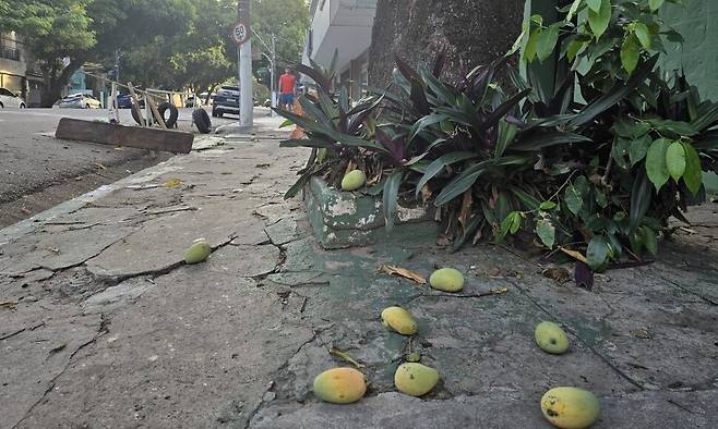 제30차 유엔기후변화협약 당사국총회(COP30)가 한창인 11월 중순 브라질 벨렝 거리에 망고 열매가 떨어져 있다. 벨렝은 가로수로 가득 심은 망고나무로 ‘망고의 도시’라고 불린다. 벨렝/옥기원 기자 ok@hani.co.kr