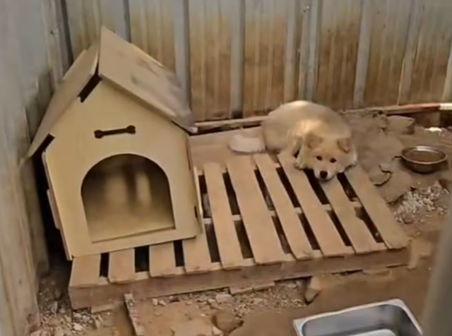 오는 31일 폐쇄가 예정된 인천 계양구의 인천시수의사회 동물보호소의 모습. 당초 열악한 보호 환경으로 지역사회에서 비판받아왔다. 동물보호단체 '더가치할개' 제공