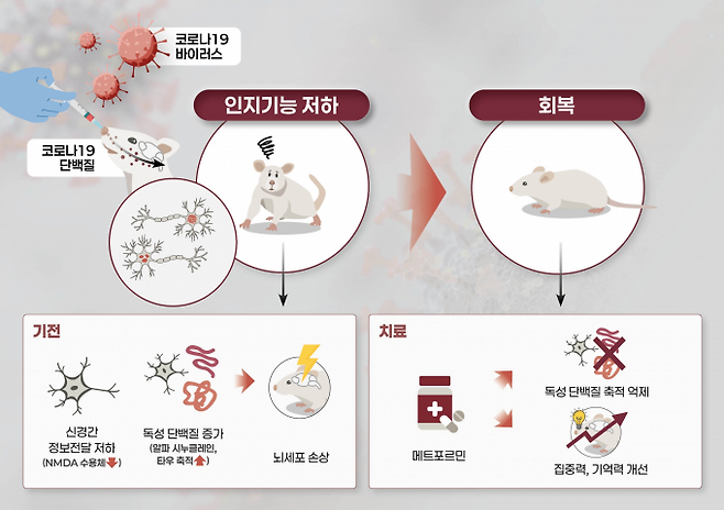 코로나19 스파이크 단백질이 인지기능 저하를 유발하는 기전과 당뇨약 메트포르민의 치료 효과. 스파이크 단백질은 신경간 정보전달을 저하시키고 독성 단백질 축적을 증가시켜 뇌세포 손상을 유발한다. 메트포르민은 독성 단백질 축적을 억제해 집중력·기억력 개선을 돕는다. 질병관리청 제공