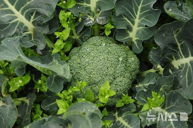 [서울=뉴시스] 10일 식품의약품안전처와 식생활안전관리원에 따르면 겨울철 건강 먹거리로 굴, 귤, 고구마, 석류, 브로콜리 등이 있다. 사진은 제주 애월읍 들밭의 브로콜리 (사진=뉴시스 DB) 2025.12.10. photo@newsis.com