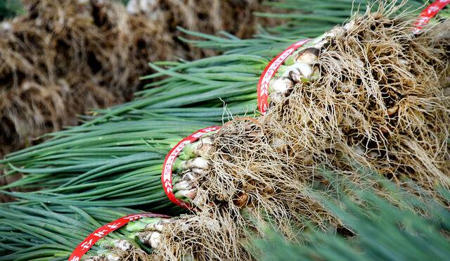 클립아트코리아