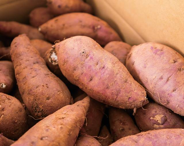 작은 규모로 고구마 농사도 짓는다.