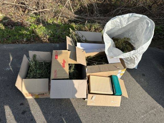 서울경찰청  마약범죄수사대가 마약 재배 일당으로부터 압수한 대마. [서울경찰청 제공]