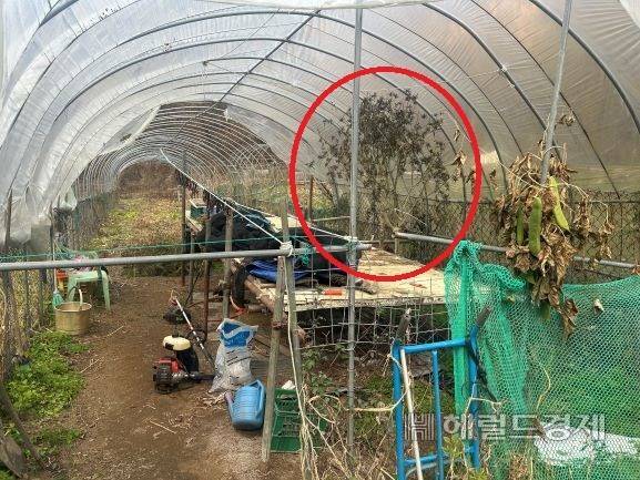 대마 재배 일당이 대마를 재배하던 비닐하우스 내부의 대마 나무 모습. [서울경찰청 제공]