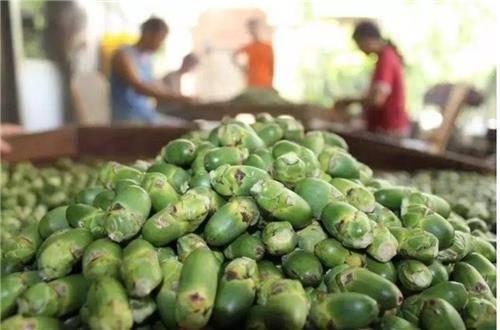 빈랑 자료 사진. 연합뉴스