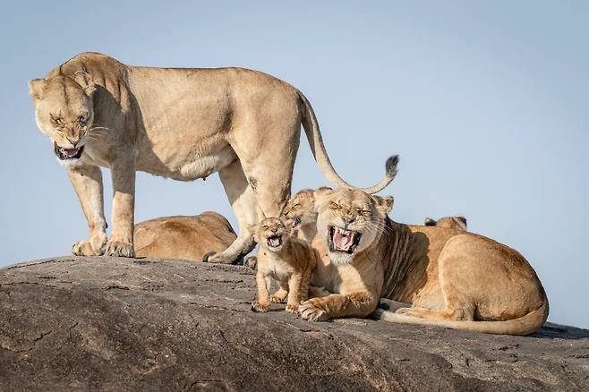 브렛 살와이처의 ‘빨리 왕이 되고 싶어’. 끈질기게 놀아달라고 조르는 새끼 사자들과 이에 지쳐 바위 위로 피신하려는 어미 사자의 모습. 니콘 코미디 와일드라이프 2025 제공