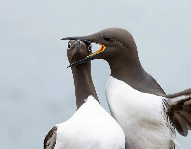 새 부문 우승작 'Headlock'. 사진=Warren Price / Nikon Comedy Wildlife Awards 2025