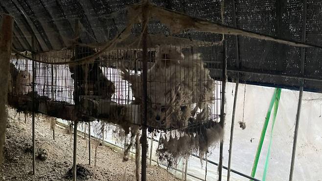 일명 '뜬장'에 갇힌 강아지들. 평생 새끼를 낳다 폐기 처분이 되는 경우가 많다. 동물자유연대 제공